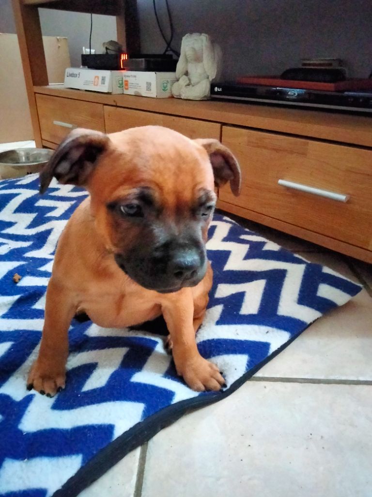 Puppy Deluxe - Chiot disponible  - Staffordshire Bull Terrier