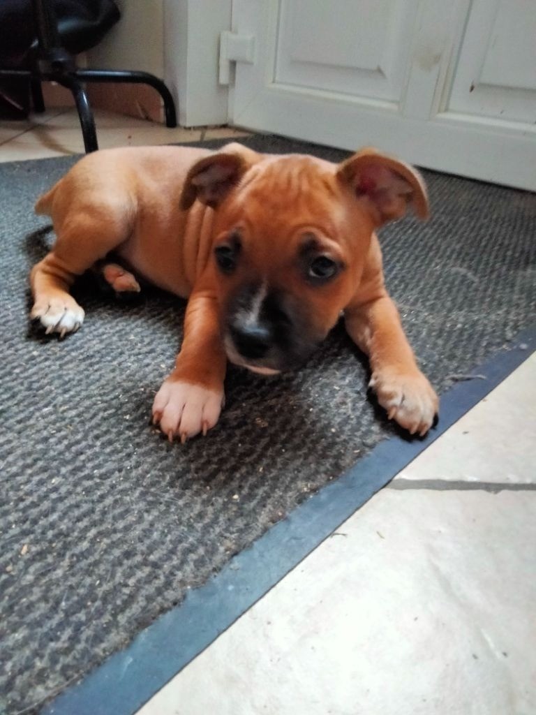 Puppy Deluxe - Chiot disponible  - Staffordshire Bull Terrier