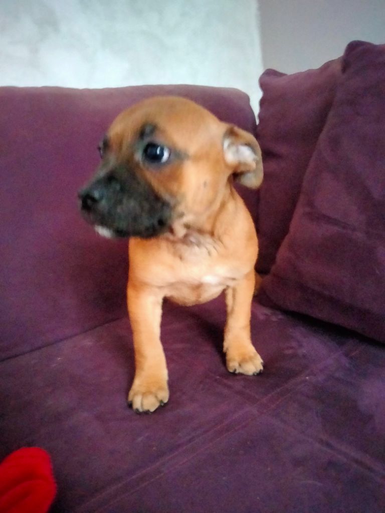 Puppy Deluxe - Chiots disponibles - Staffordshire Bull Terrier